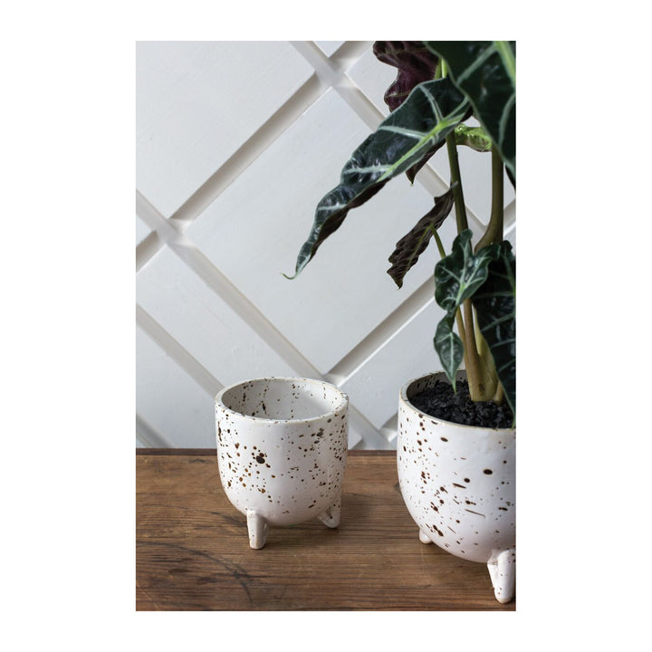 REID POT